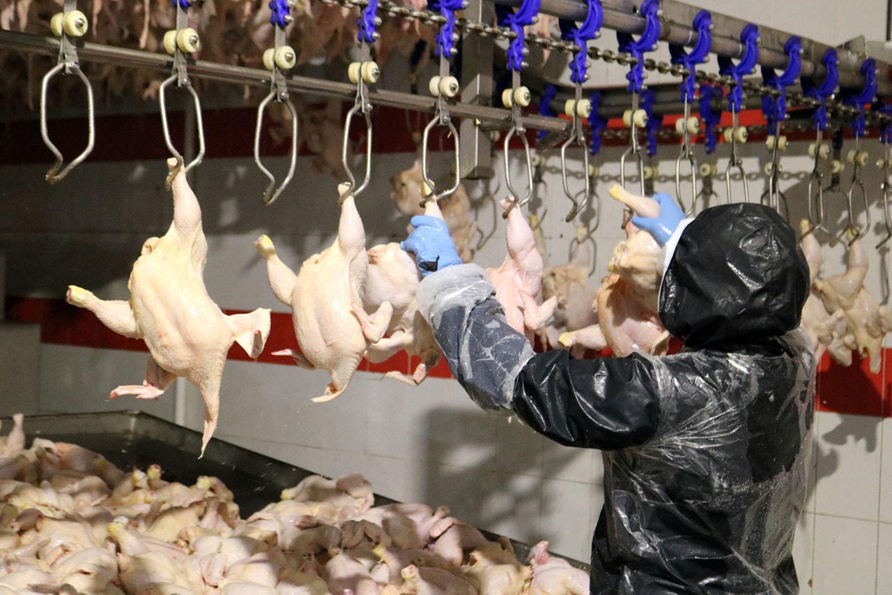 В продукции ООО «Ставропольский бройлер» нашли сальмонеллу и остатки лекарственных препаратов