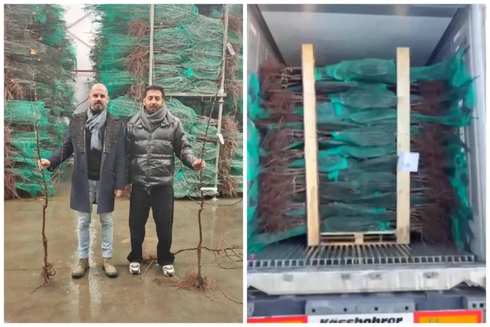 Ставропольский плодопитомник экспортировал первую партию яблоневых саженцев в Индию